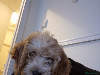 Cockapoo dogs Honey the cockapoo - Advert 15