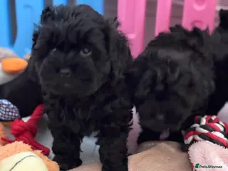 Shihpoo dogs Shihpoo, DNA health tested Dad - Advert 2