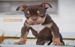 English Bulldog dogs for sale: 23 years experienced 5⭐️Rated Licensed,  - Image 1