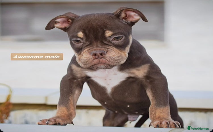 English Bulldog dogs - Advert 1