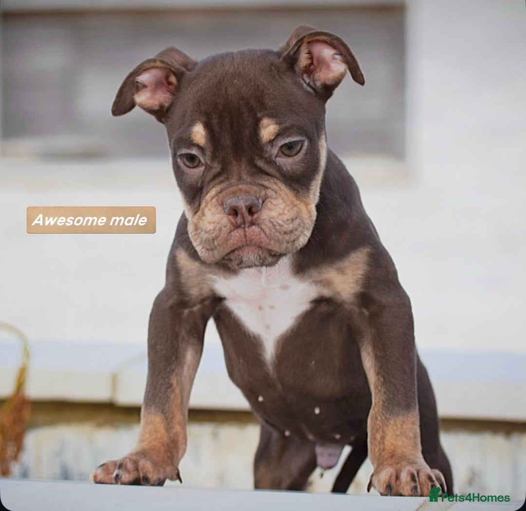 English Bulldog dogs for sale: 23 years experienced 5⭐️Rated Licensed,  - Image 1