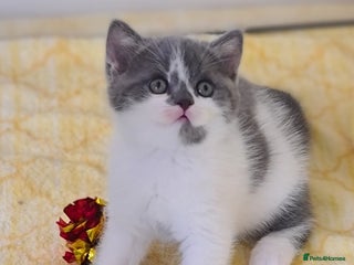 British Shorthair cats British ShortHair kittens GCCF - Advert 3