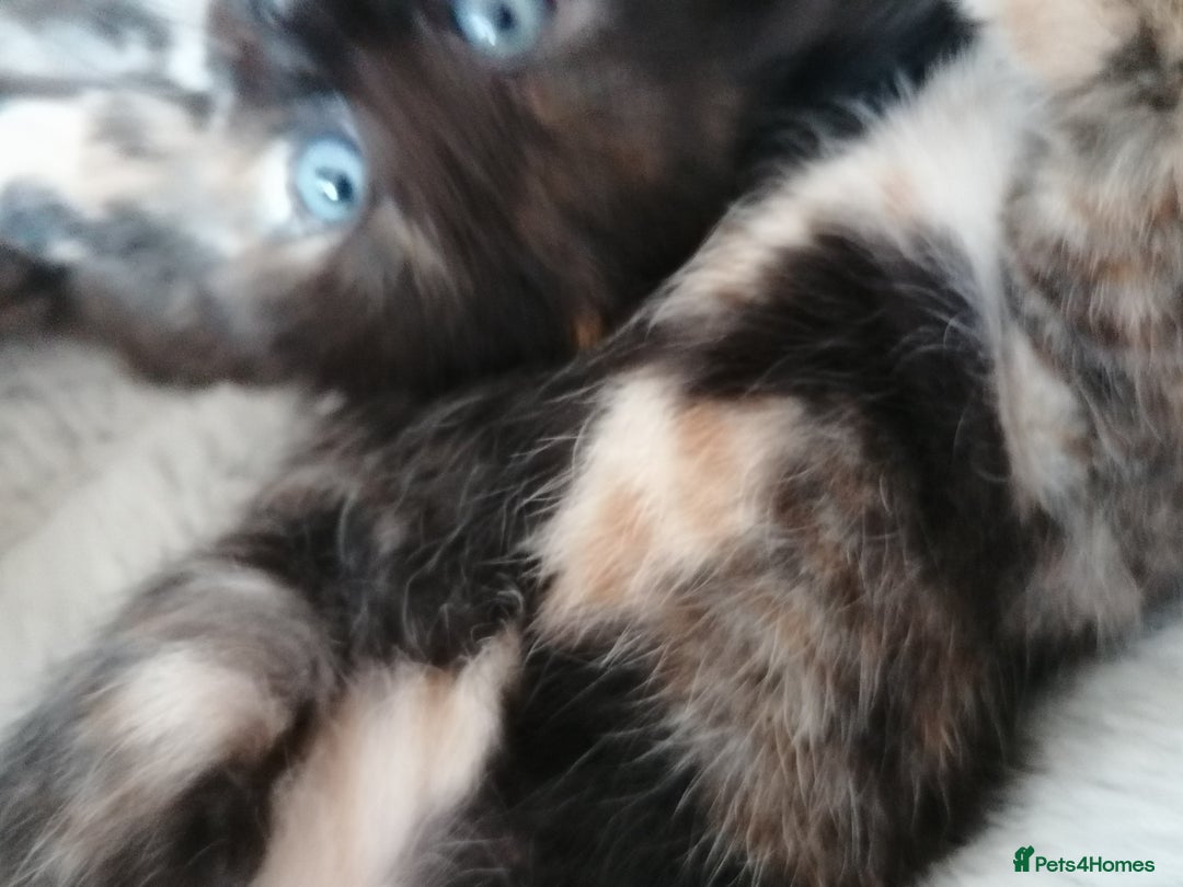 Domestic Shorthair cats for sale: Stunning kittens for sale  - Image 3