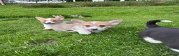 Welsh Corgi Pembroke dogs for sale: Beautiful Natural Bob Tail Pembrokeshire Pups - Advert 5