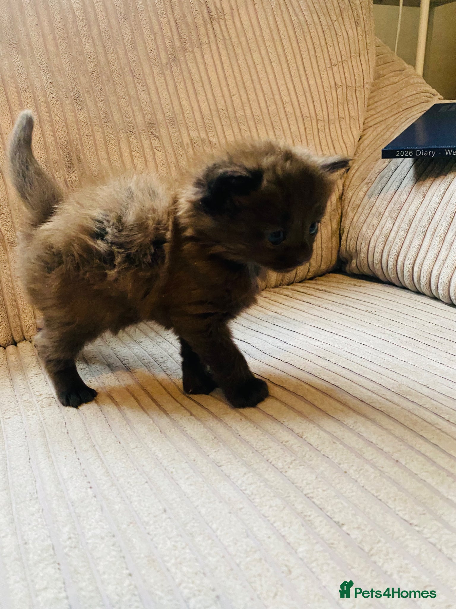 Mixed Breed cats Five beautiful kittens  - Advert 17