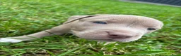 Mixed Breed dogs for sale: Stafford bull terrier cross lurcher in Chesterfield - Advert 16