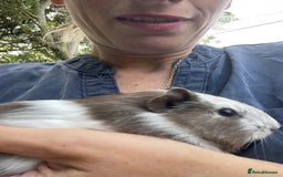 Guinea Pig rodents for sale: Baby Guinea Pigs for Sale - Image 5