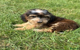 Cockapoo dogs for sale: Stunning F1 cockerpoo puppies - Image 13