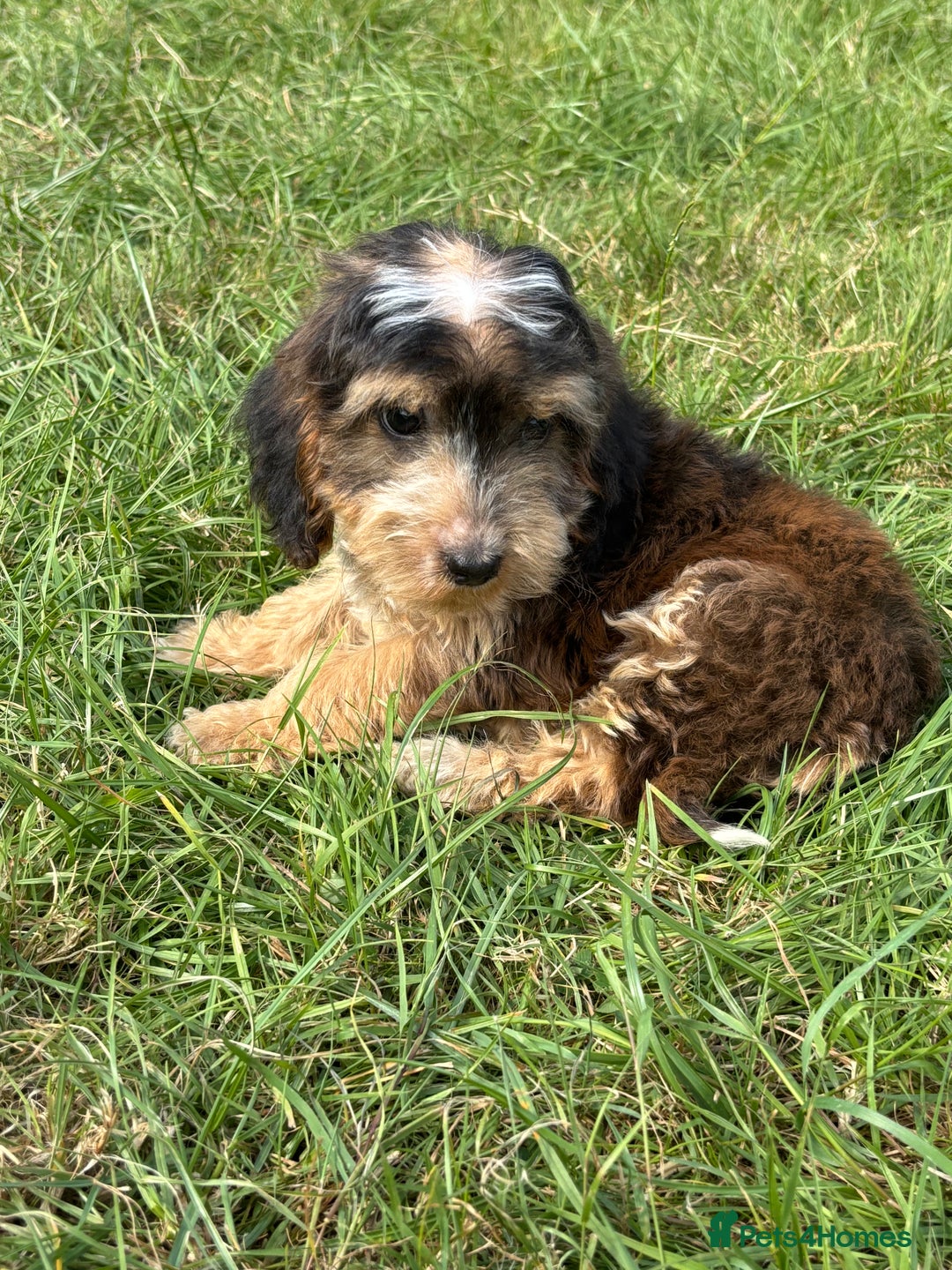 Cockapoo dogs for sale: Stunning F1 cockerpoo puppies - Image 13