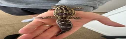 Leopard Gecko reptiles for sale: Mack snow leopard geko and full set up  in Nottingham - Advert 6