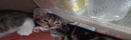 Mixed Breed cats for sale: 5 kittys  - Advert 6