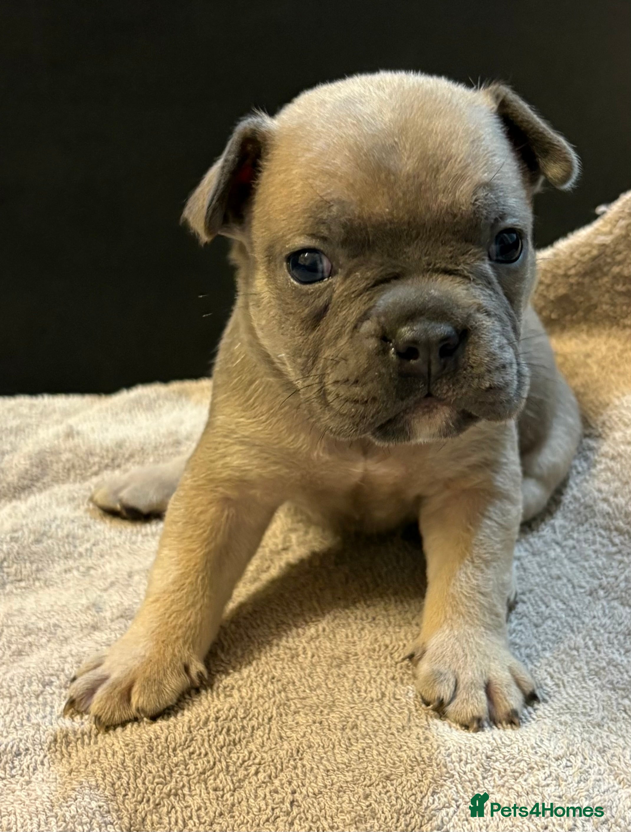 Mixed Breed dogs Frenchie mix - Advert 3