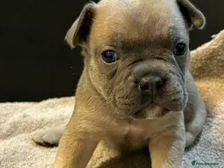 Mixed Breed dogs Frenchie mix - Advert 3