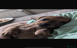 Dachshund dogs for sale: Miniature dachshund puppies  - Image 9