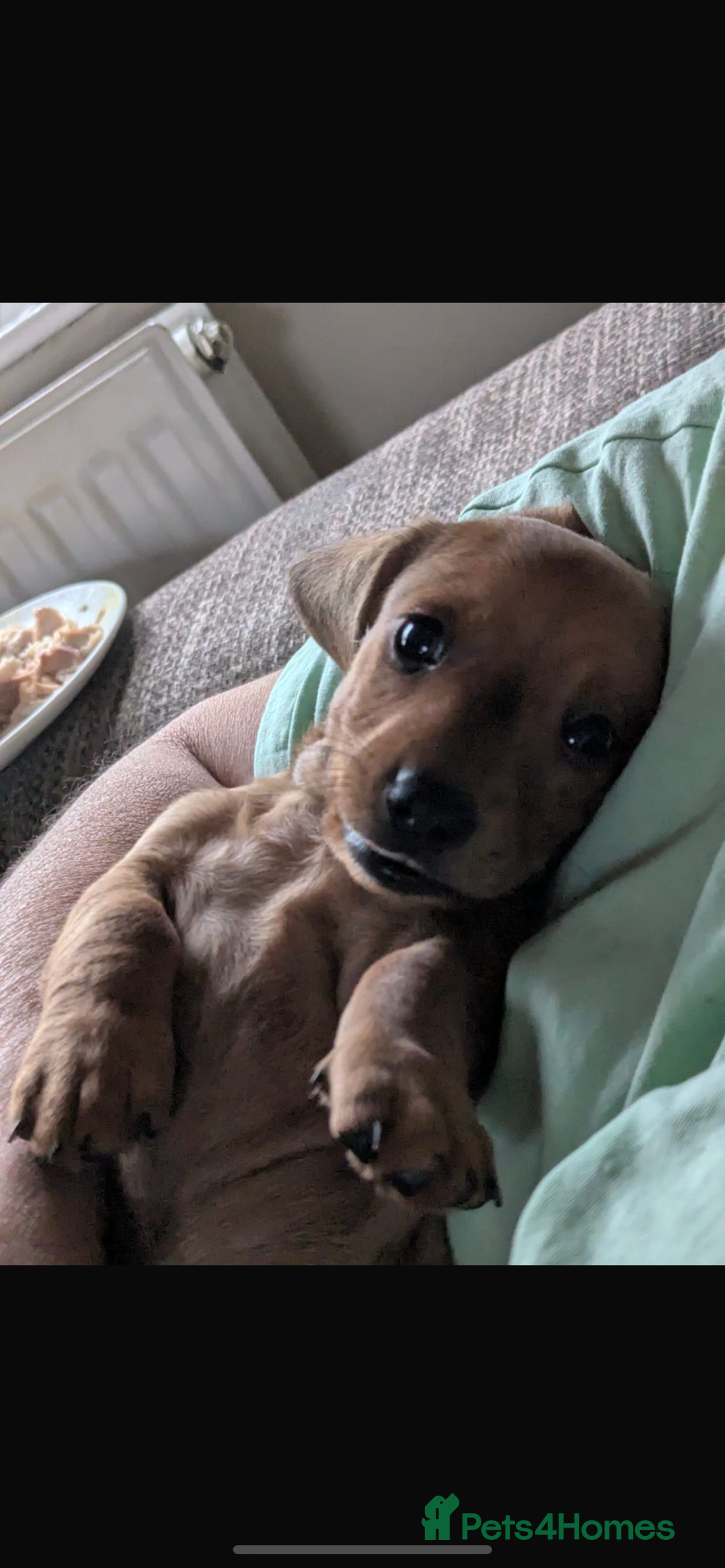 Dachshund dogs for sale: Miniature dachshund puppies  - Image 9