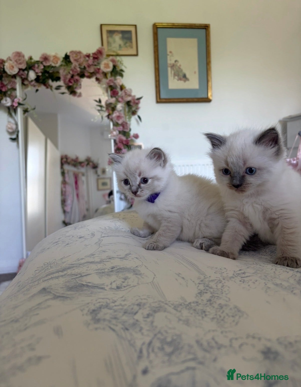Ragdoll cats Beautiful pure bred Blue Point Ragdoll kittens  - Advert 1