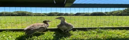 Guinea Fowl poultry for sale: 2 Grey Guinea fowl  - Advert 3
