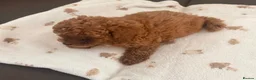 Toy Poodle dogs for sale: Toy poodle x Asian toy poodle  in London - Advert 11