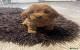 Cavapoo dogs for sale: Red cavapoo - Image 2