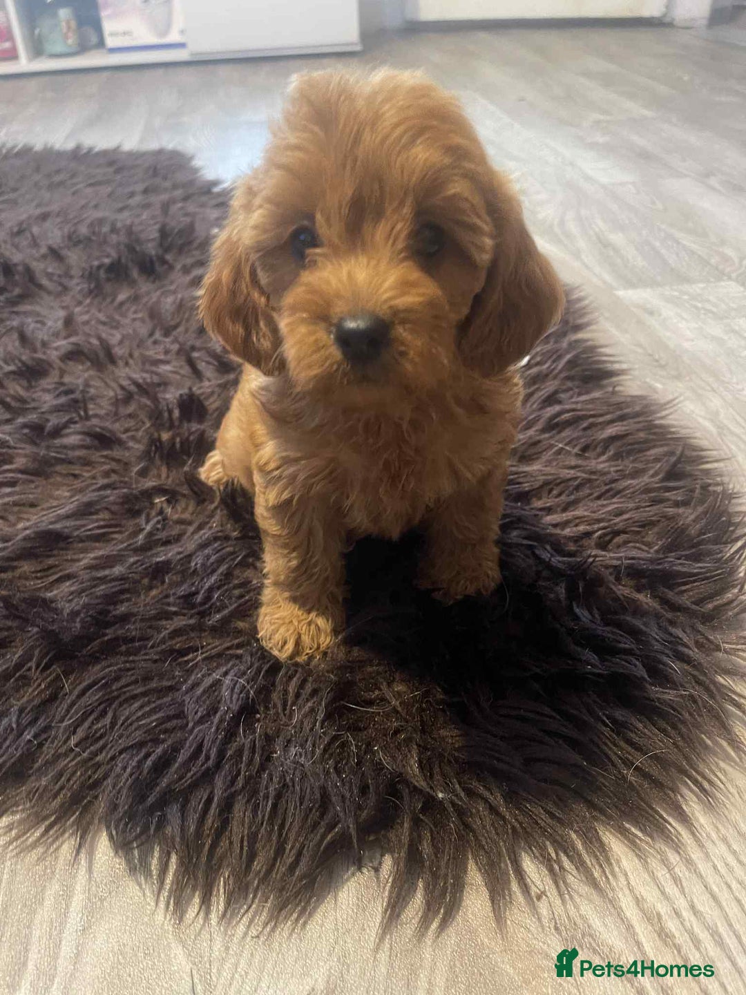 Cavapoo dogs for sale: Red cavapoo - Image 2