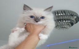 Ragdoll cats for sale: The cutest beautiful Ragdoll kittens! Ready :) - Image 15