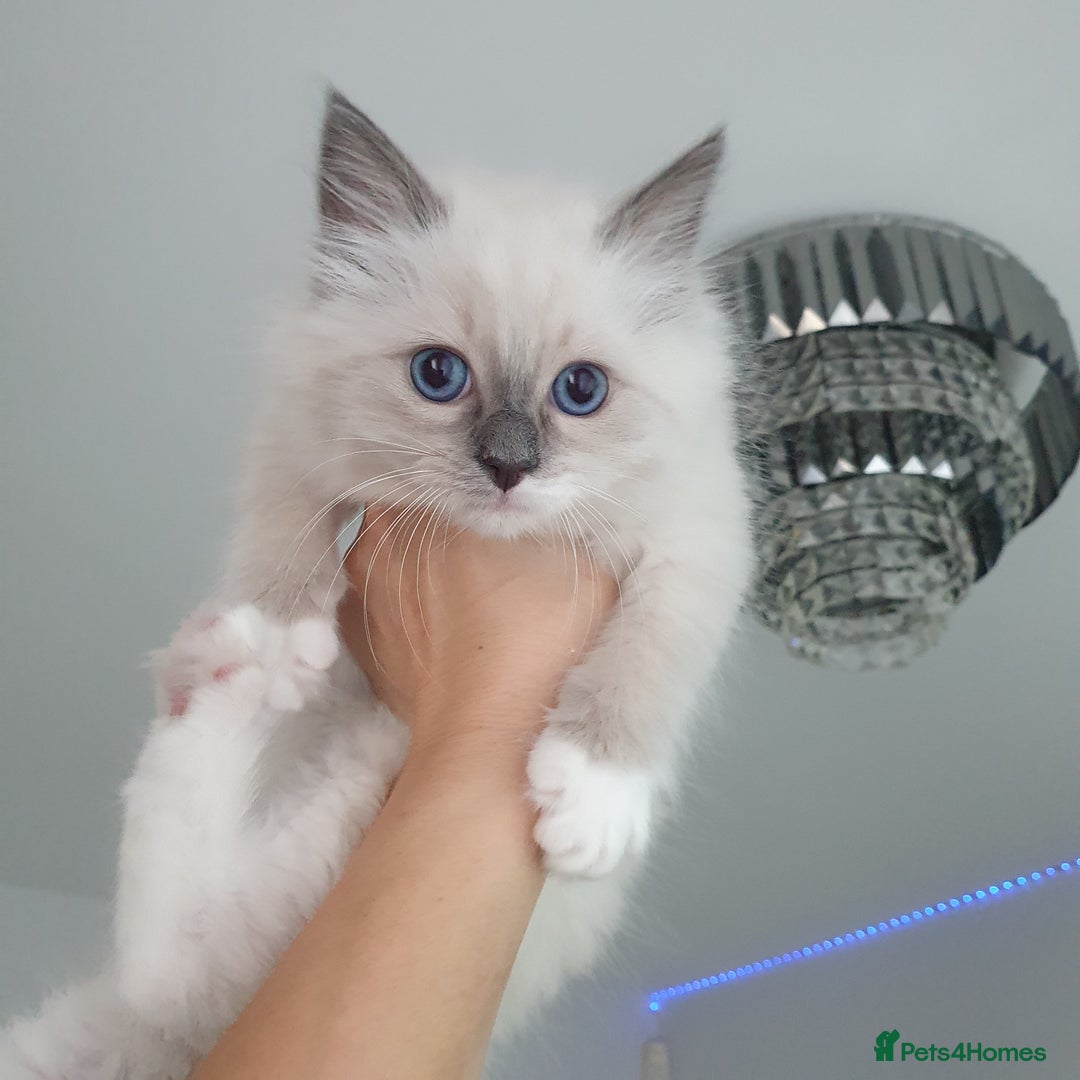 Ragdoll cats for sale: The cutest beautiful Ragdoll kittens! Ready :) - Image 15