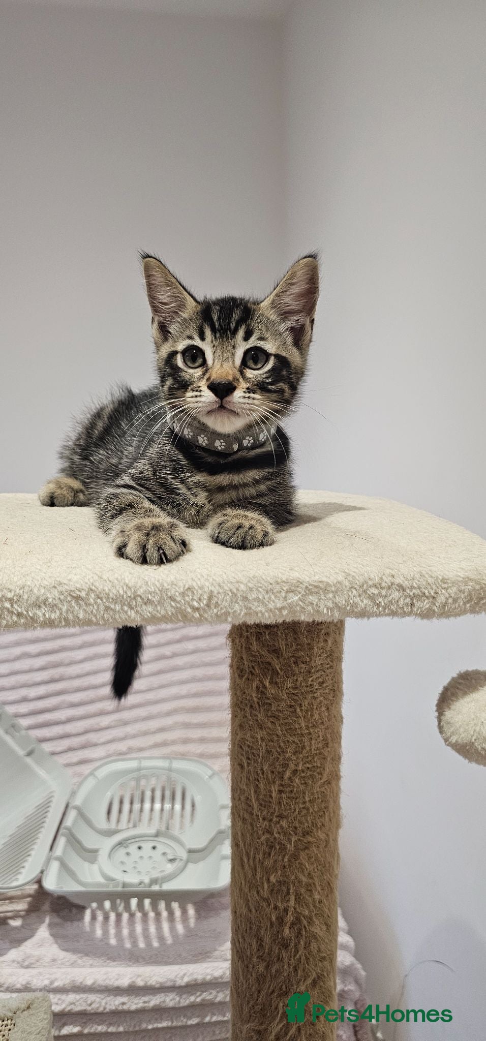 Mixed Breed cats Kittens ready to go now! - Advert 2