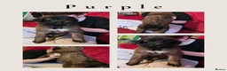 Mixed Breed dogs for sale: GSD/Malinois Crosses - Advert 7