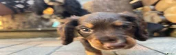 Cocker Spaniel dogs for sale: Tri dog in Southampton - Advert 4