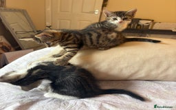 British Shorthair cats for sale: kittens  - Image 5