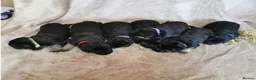 German Shepherd dogs for sale: Exceptional German Shepherd Puppies  - Advert 13