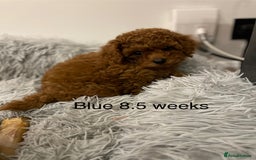 Toy Poodle dogs for sale: Asian Toy Poodle Puppies  - Image 7