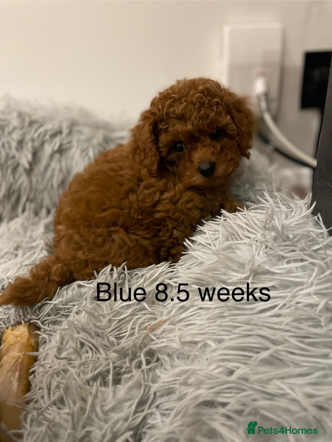 Toy Poodle dogs for sale: Asian Toy Poodle Puppies  - Image 7
