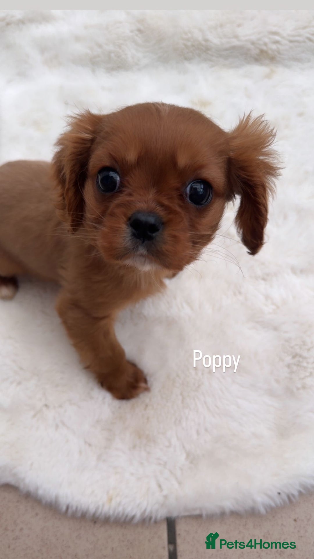 Cavalier King Charles Spaniel dogs for sale: Cavalier King Charles puppy  - Advert 3