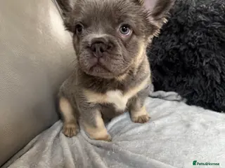 French Bulldog dogs Quality French Buldog puppies - Advert 16