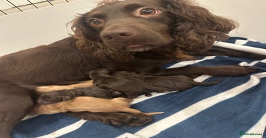 Cocker Spaniel dogs - Advert 6