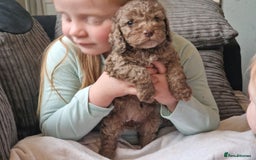 Cockapoo dogs for sale: red sable merle boy left 💜 - Image 27