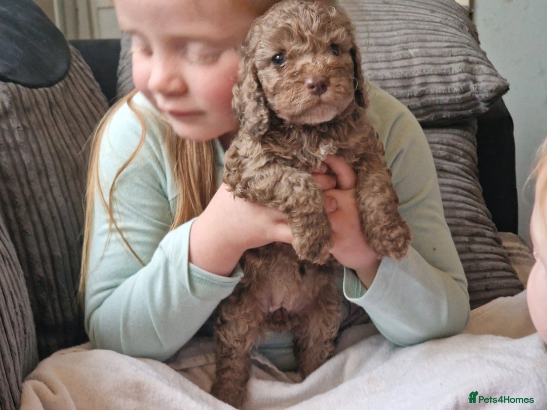 Cockapoo dogs for sale: red sable merle boy left 💜 - Image 27