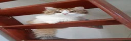 Siberian cats for sale: Gorgeous Siberian Girl - Advert 4