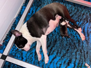 Boston Terrier dogs - Advert 22