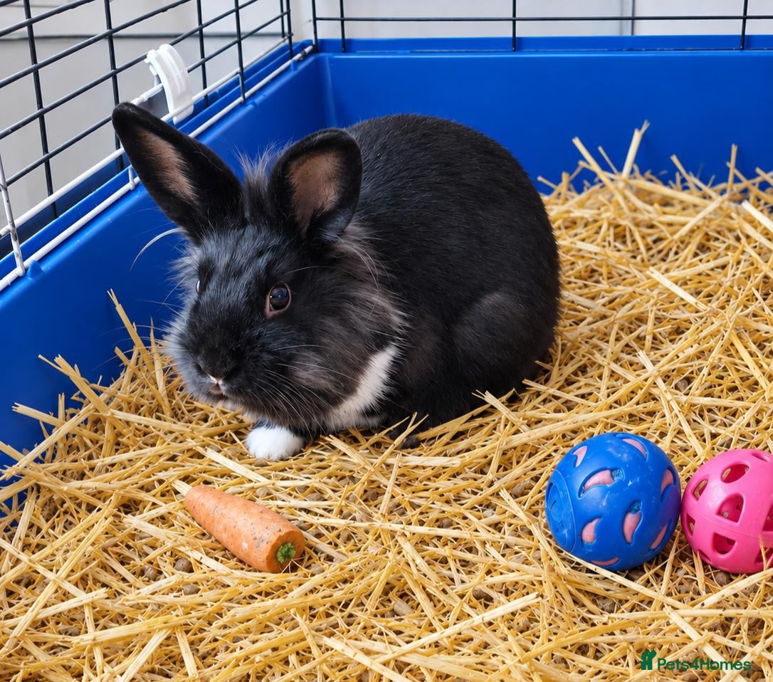 Mini Lion Lop rabbits Mini Lop x Lionhead girl for sale - Advert 1