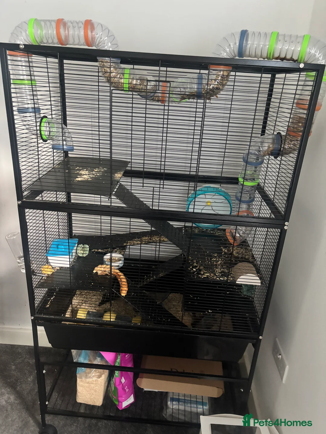 Hamster rodents for sale: Hamster & Cage for sale  - Advert 1