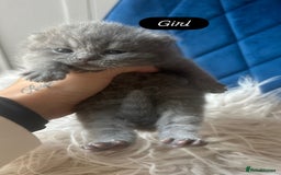 British Shorthair cats for sale: 🧸✨6 Chunky British Shorthair Kittens For Sale✨🧸 - Advert 14