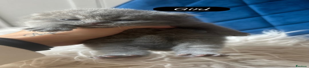 British Shorthair Kitten 4