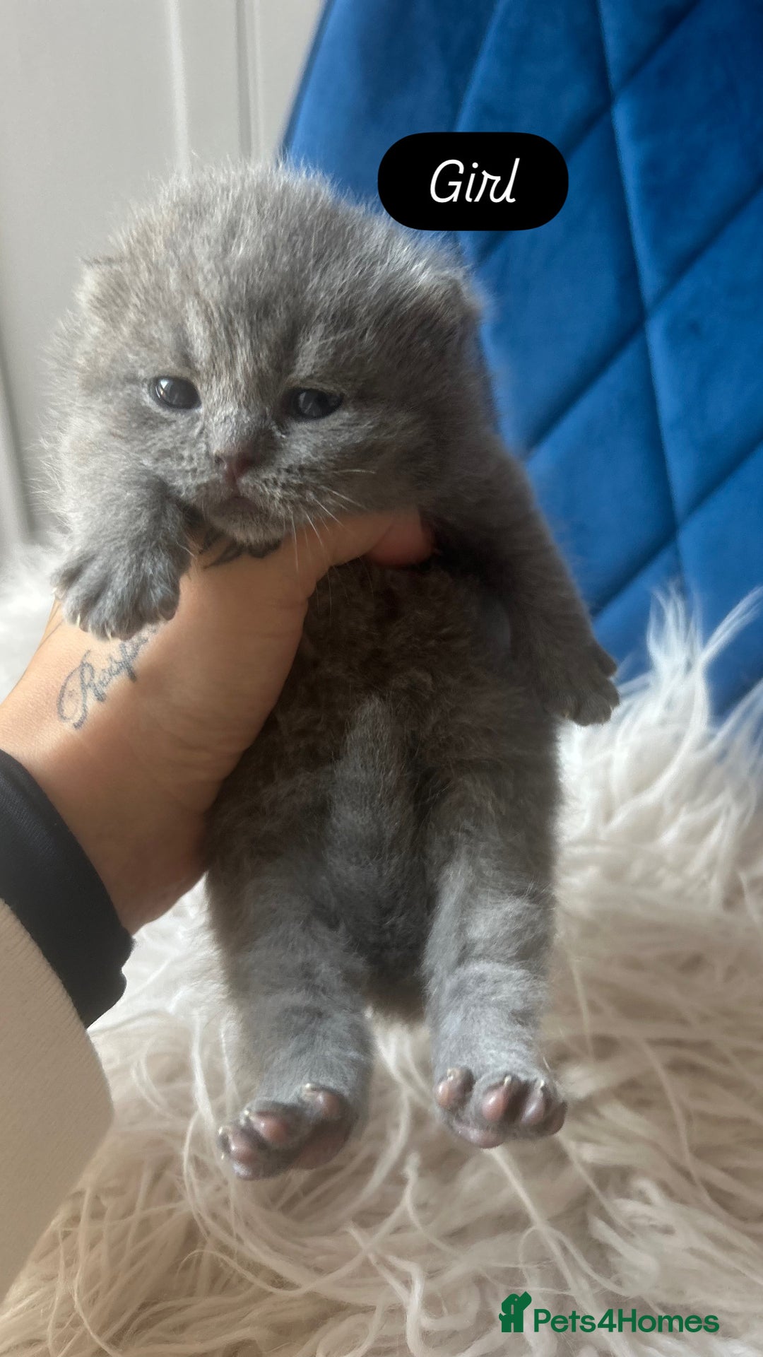British Shorthair cats for sale: 🧸✨6 Chunky British Shorthair Kittens For Sale✨🧸 - Advert 14