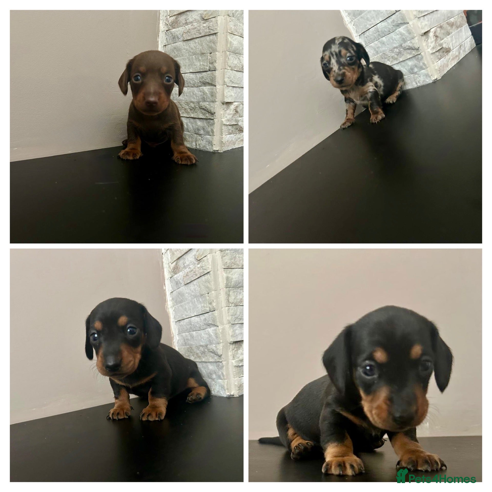 Miniature Dachshund dogs Beautiful miniature dachshund PRA clear boys  - Advert 7