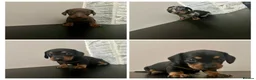 Miniature Dachshund dogs for sale: Beautiful miniature dachshund PRA clear boys  - Advert 1