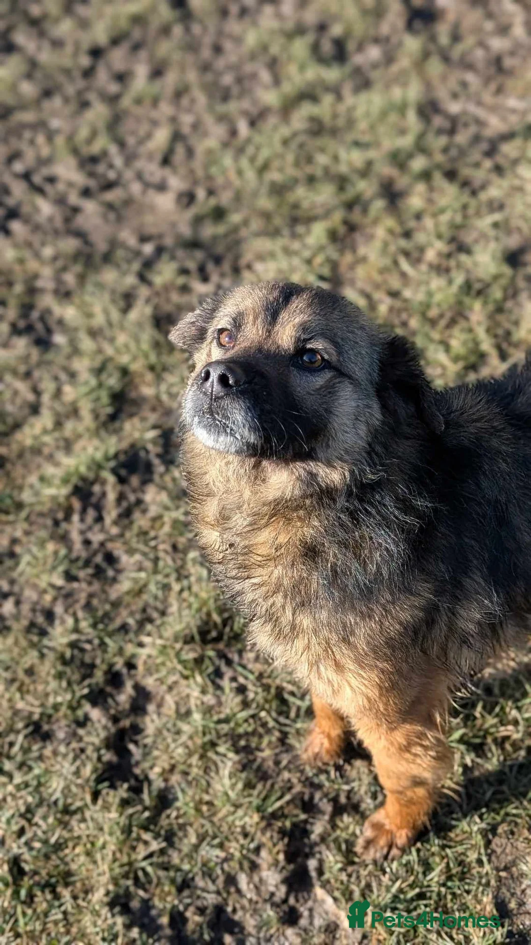 Mixed Breed dogs for adoption: Etta for adoption - Advert 12