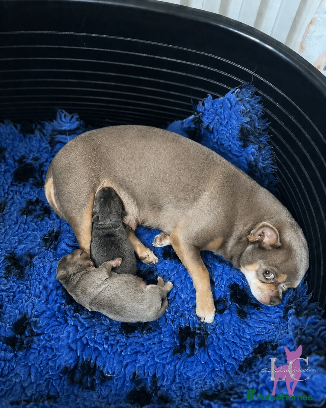 Chihuahua dogs Kc registered chihuahua pups - Advert 8