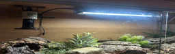 Leopard Gecko reptiles for sale: Full set up with Female Mack snow leopard gecko - Advert 10